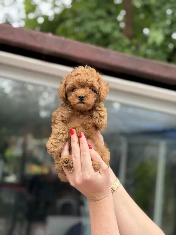 Sağlıklı Kore Red Toy Poodle