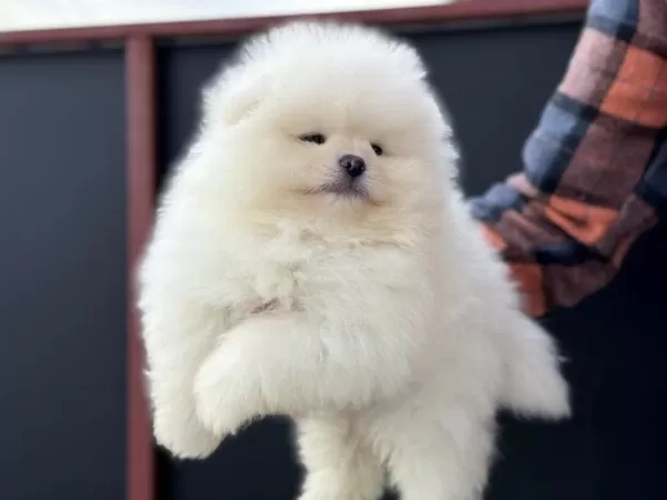 Petmode Köpek Çiftliğinden Tea Cup Pomeranian