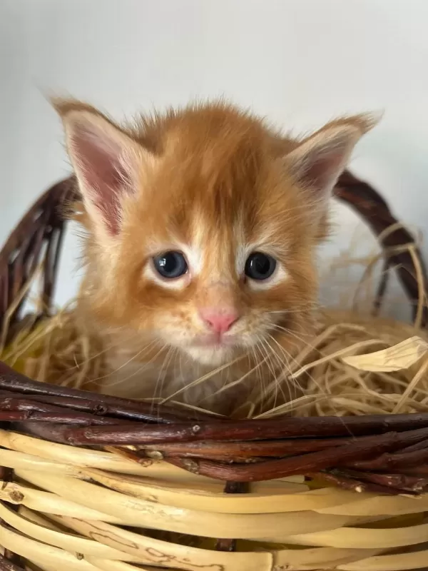 Sağlik Ve İrk Garantili Minik Maine Coon Devler