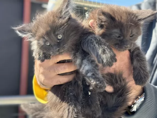 Çok Özel Aşılı Pasaportlu Maine Coon Yavrularımız