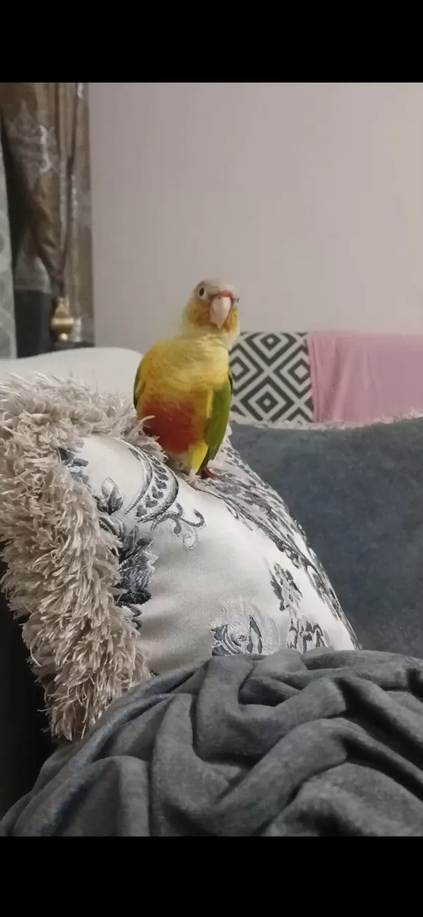 2 Adet Konur Papağanı