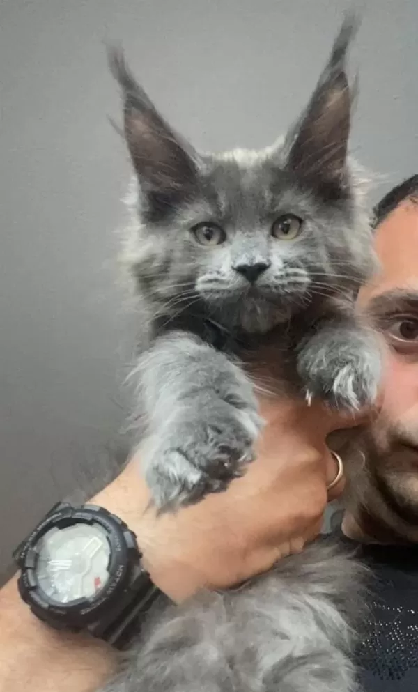 Xxxl Kocaman Erkek Maine Coon