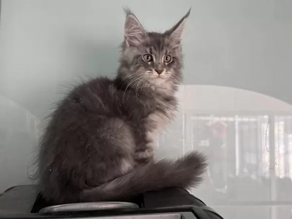 Show Kalite Maine Coon Yavrularımızı Canlı Görün