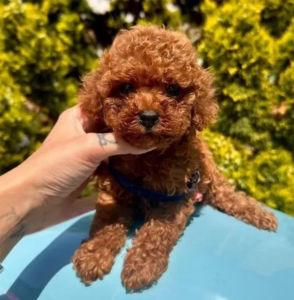 Sevimli Toy Poodle Yavrularımız