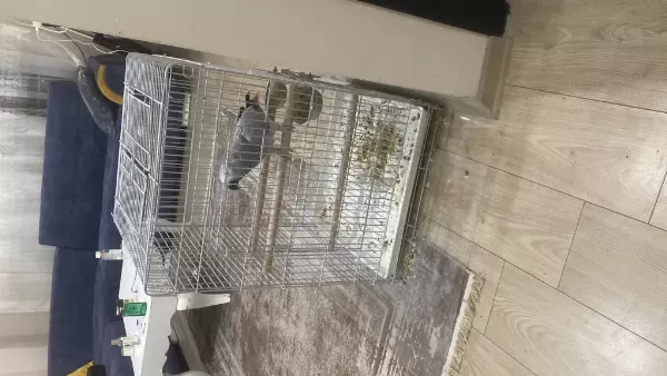 Full Evcil Jako Papağanı