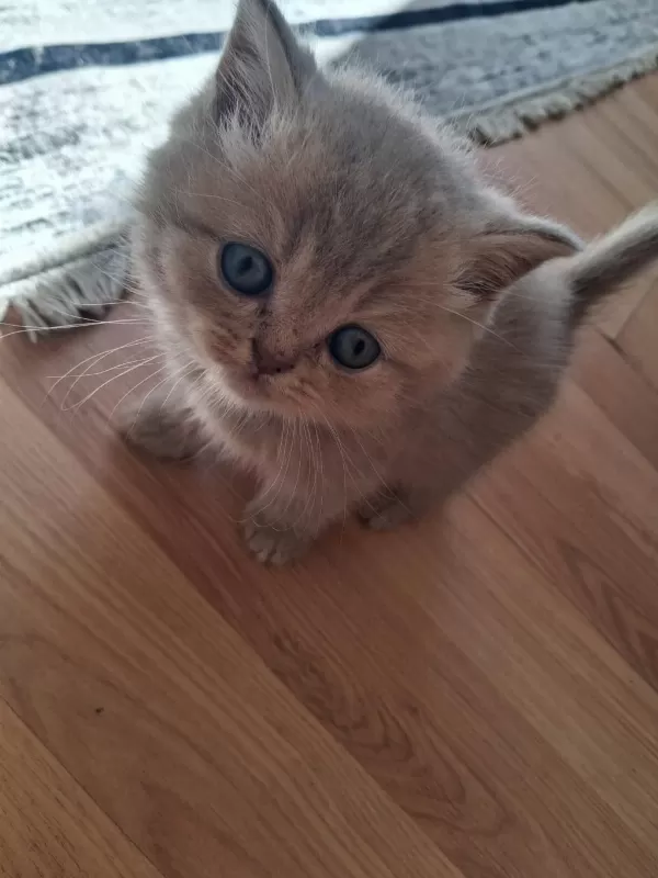 Blue Golden British Longhair Yavrular
