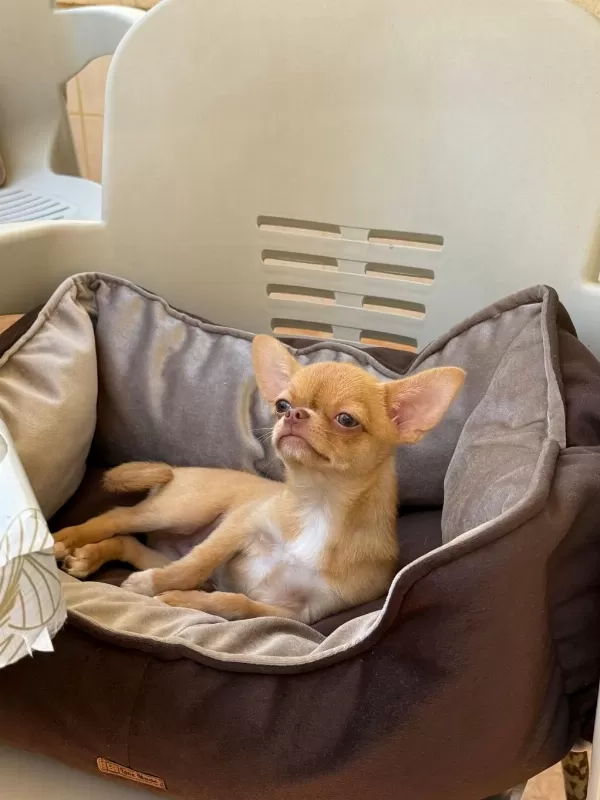 Üst Kaliteli Erkek Chihuahua