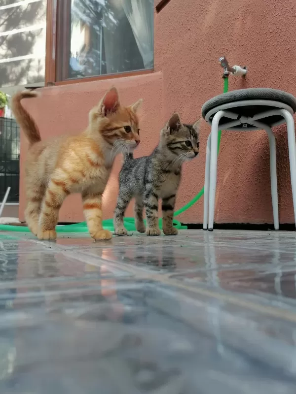 Tatlı Mı Tatlı Yavru Kediler