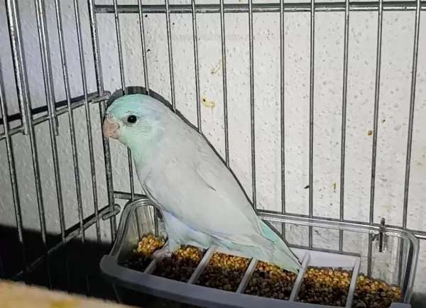 Hazır Takım Muhabbet Kuşları Rainbowlar
