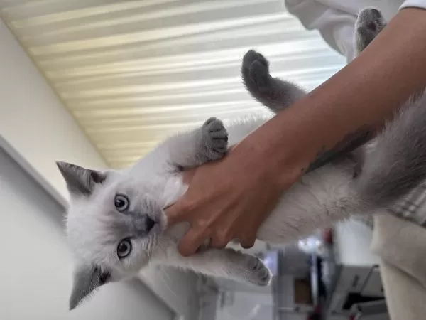 British Shorthair 60 Günlük