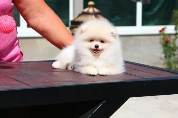 Petmode Köpek Çiftliğinden Teddy Face Pomeranian