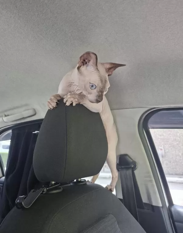 Ücretsiz Dişi Sphynx