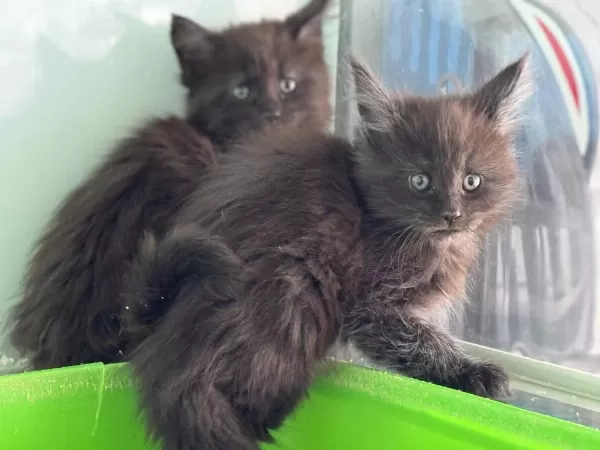 Şecere Belgeli Pasaportlu Maine Coon Yavrularımız