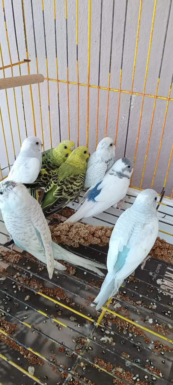 Yavrulu Takımlar Ve Yeni Yeme Düşmüş Yavru Muhabbet Kuşlar