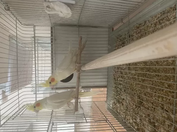 Garantili Sultan Takımlar Ve Evcil Yavrular Mevcut Kalite