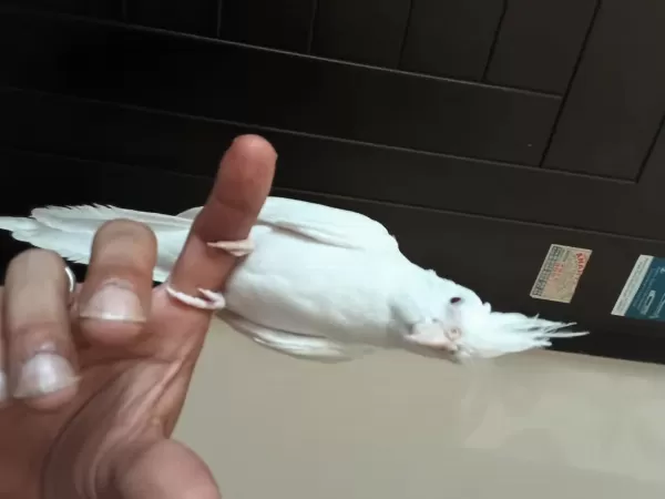2 Aylık Sultan Papağanı