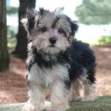 Morkie Yavrularımızı Canlı Görerek Alabilirsiniz
