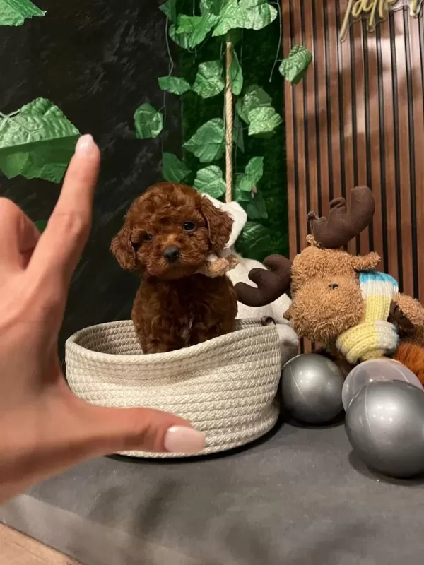 Ankara Nin En Güzel Toy Poodle Yavrulari
