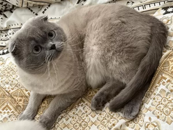 Scottish Fold Blue Point Erkek