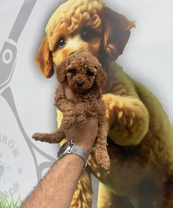 Toy Poodle Yavrularımız