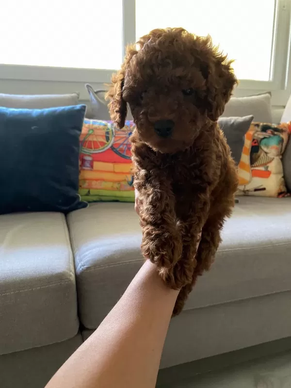 Toy Poodle Yavrularım Orijinal