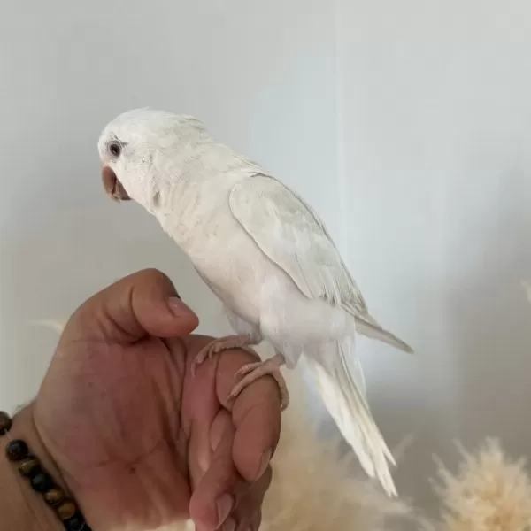 8 Aylik Albino Monk Papağani