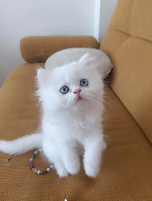 Eşsiz Göz Rengine Sahip British Longhair Yavrum