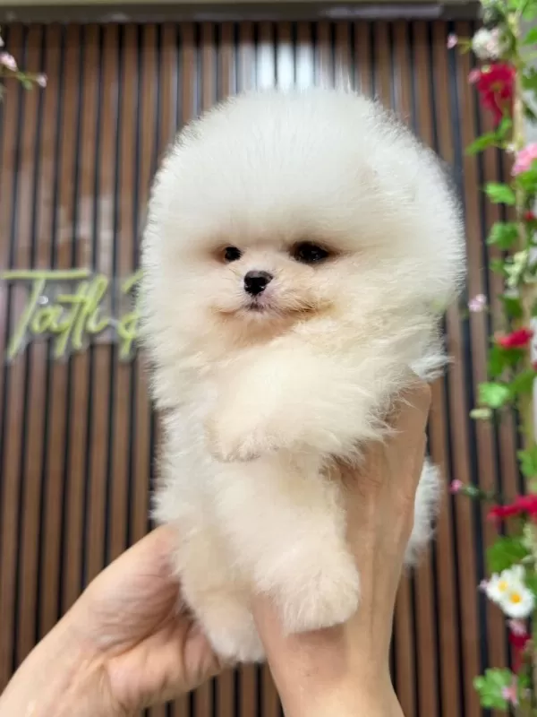 İrk Ve Sağlık Garantili Pomeranian Boo Bebekler