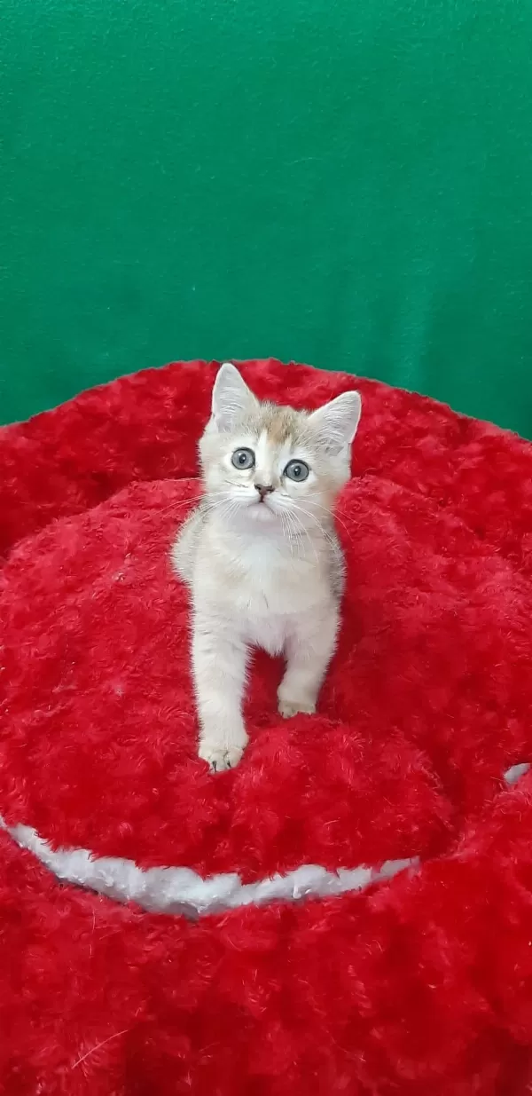 British Shorthair Sevimli Yavrumuz
