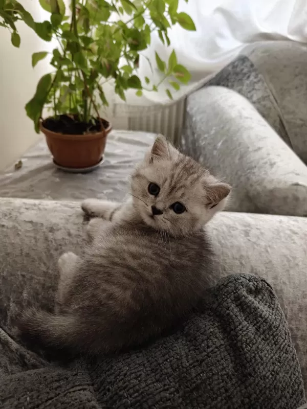 British Shorthair Erkek Yavru