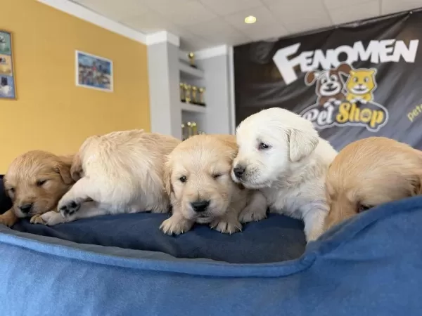Orjinal Golden Retriewer Yavrular Ankara Mağazamizda