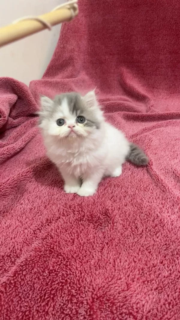 İran Persian 40 Günlük