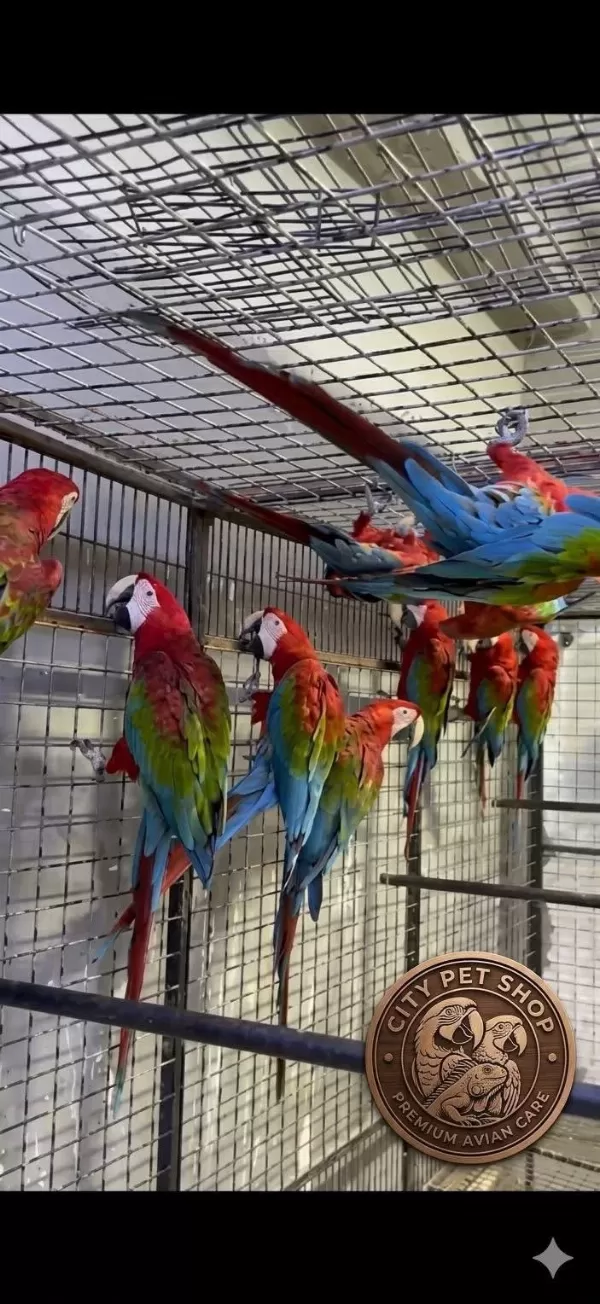 Çipli Belgeli Sari Ve Kirmizi Macawlar