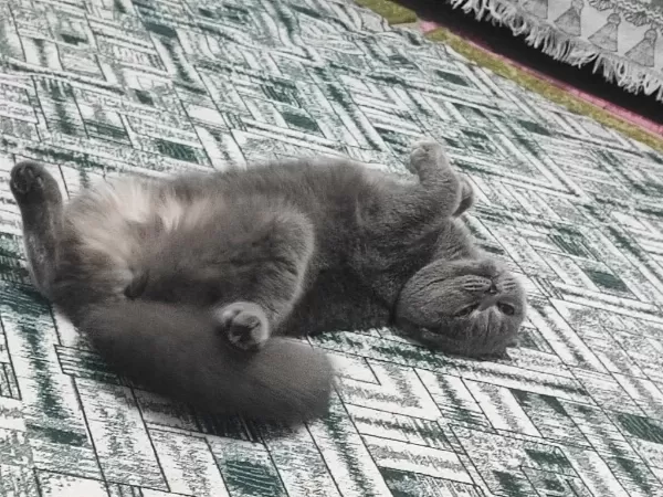 Ücretsiz Scottish Fold Kedisi