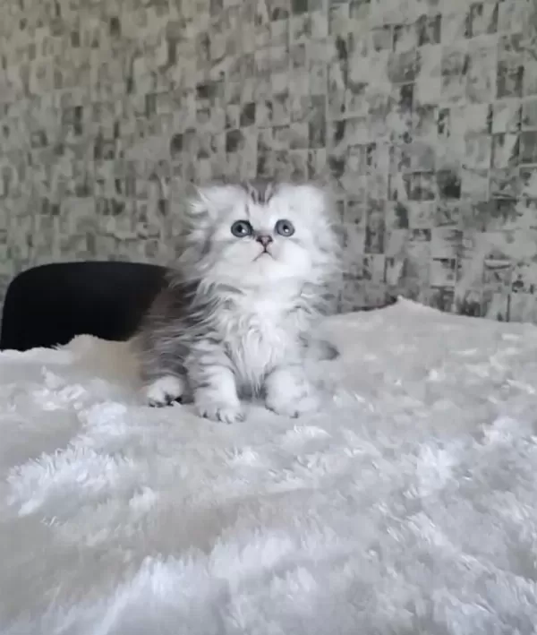 British Longhair Dişi Erkek Bebeklerimiz