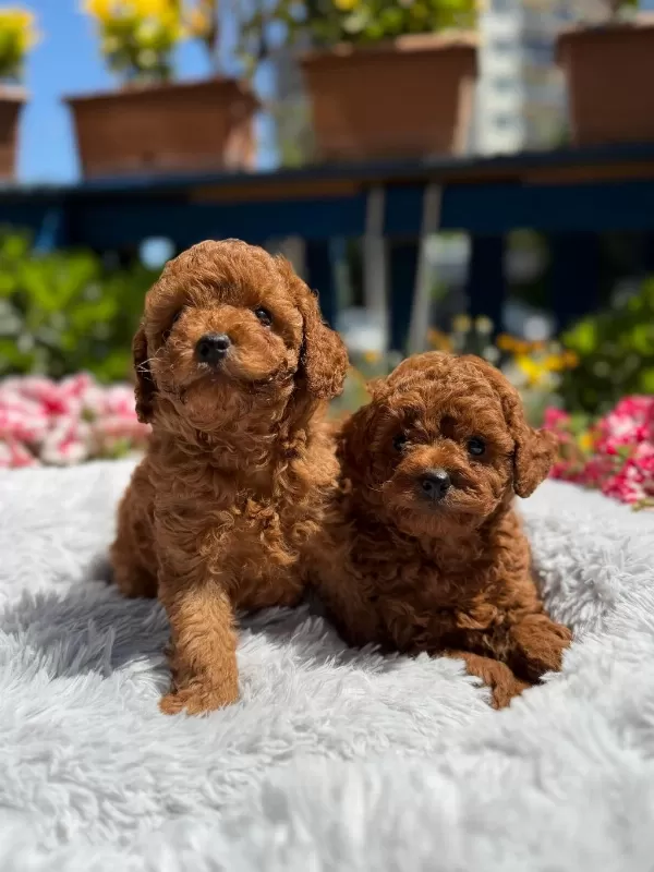 Orijinal Toy Poodle Yavrular Ataşehir
