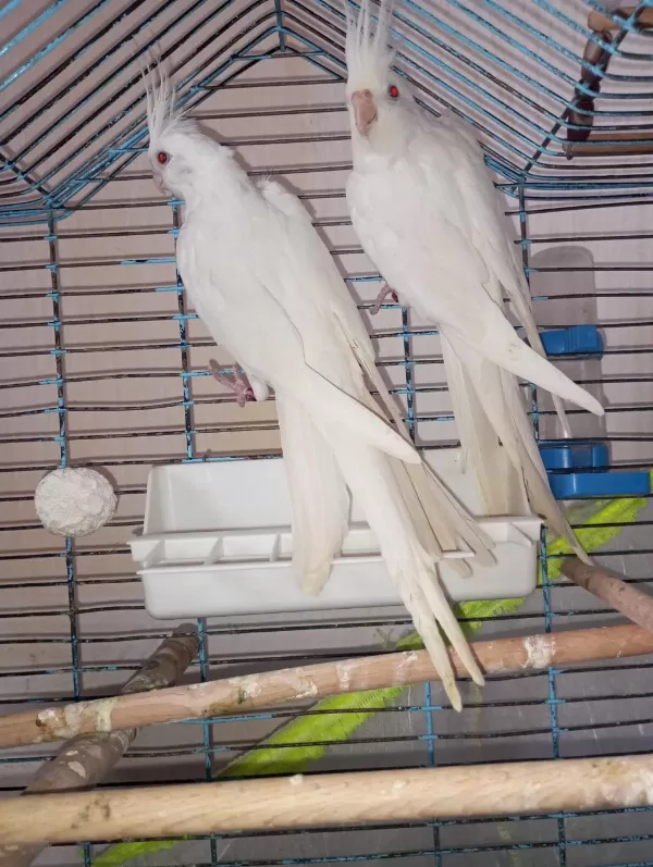 Bir Çift Orijinal Albino Kırmızı Göz Sultan Papağanı
