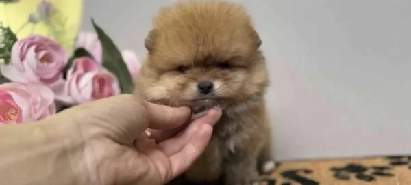 Pomeranian Boo Cinsi