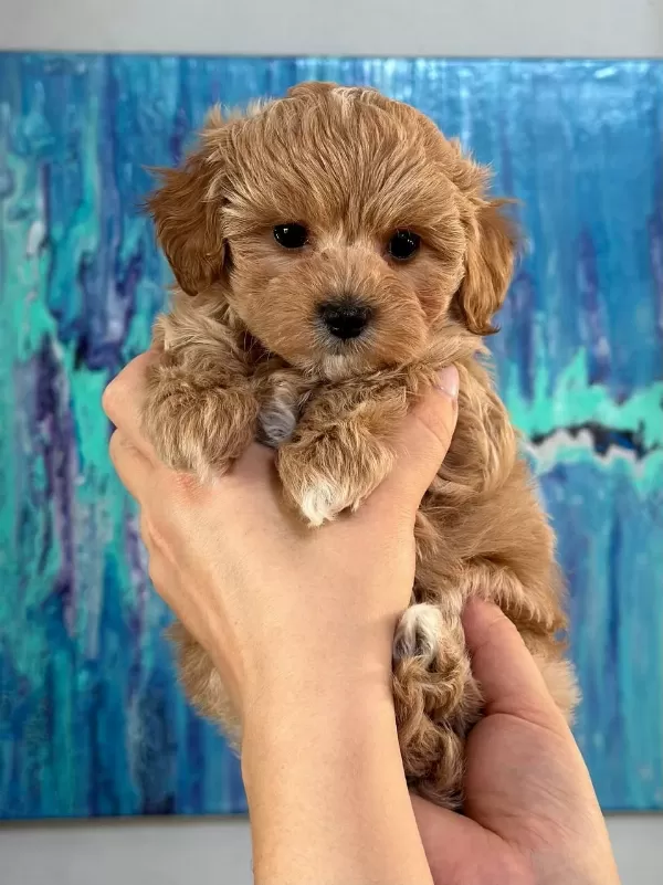 Kore Maltipoo Yavruları