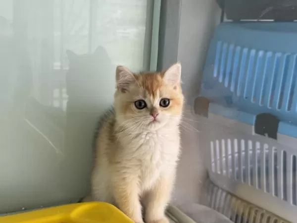 En Güzel Ny12 Golden British Shorthair Yavrumuz