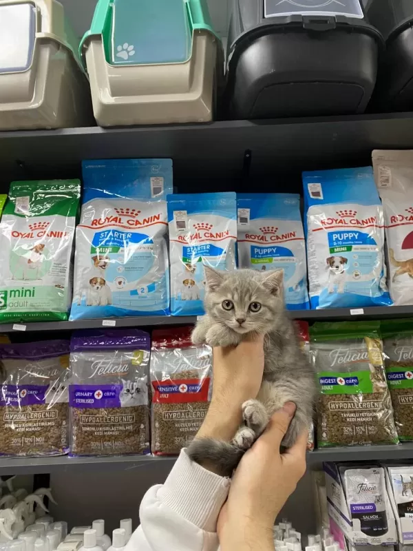 Dişi Ve Erkek Silver Tabby Bebek British Shorthair