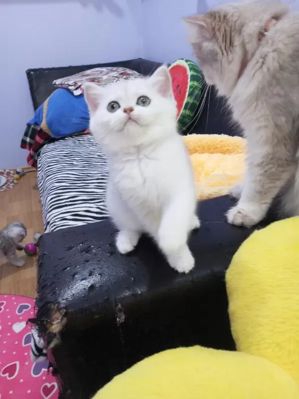 Safkan Silver Chinchilla Rengi Yavrular Catteryden