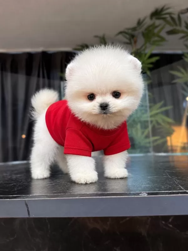 Orjinal Pomeranian Boo