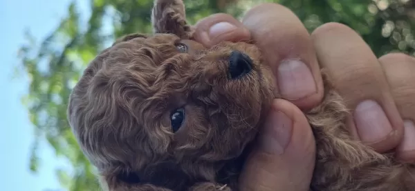 Teacup Poodle Aileden Sahiplendirilecek Baba Kore