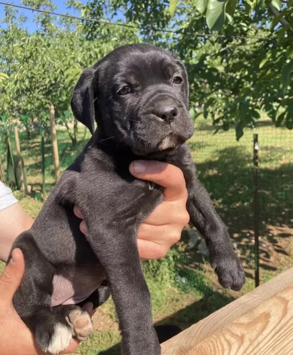 Dev Panter Siyah Cane Corso Canavarlar