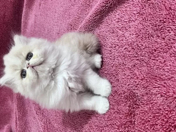 İran Persian 40 Günlük