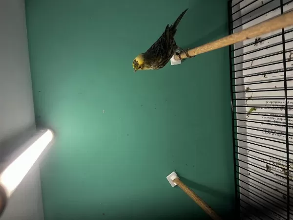 1 Erkek Ve 2 Dişi Golden Lizard Kanarya
