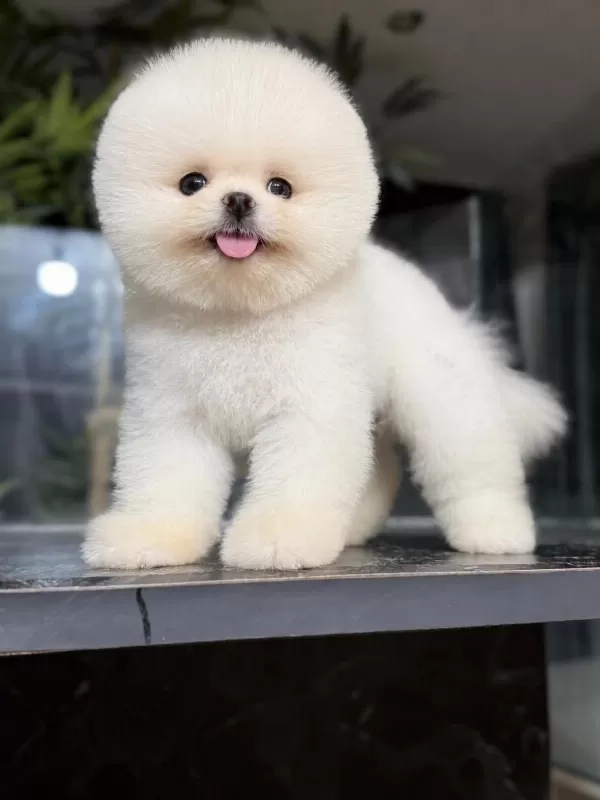 İrk Ve Sağlık Garantili Pomeranian Boo Bebekler