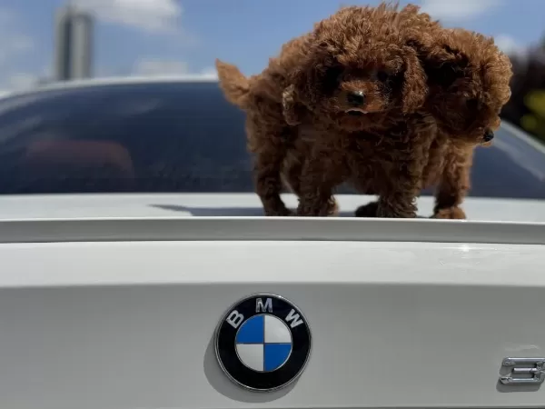 Ankaranın En Kaliteli Kore Toy Poodle Yavruları