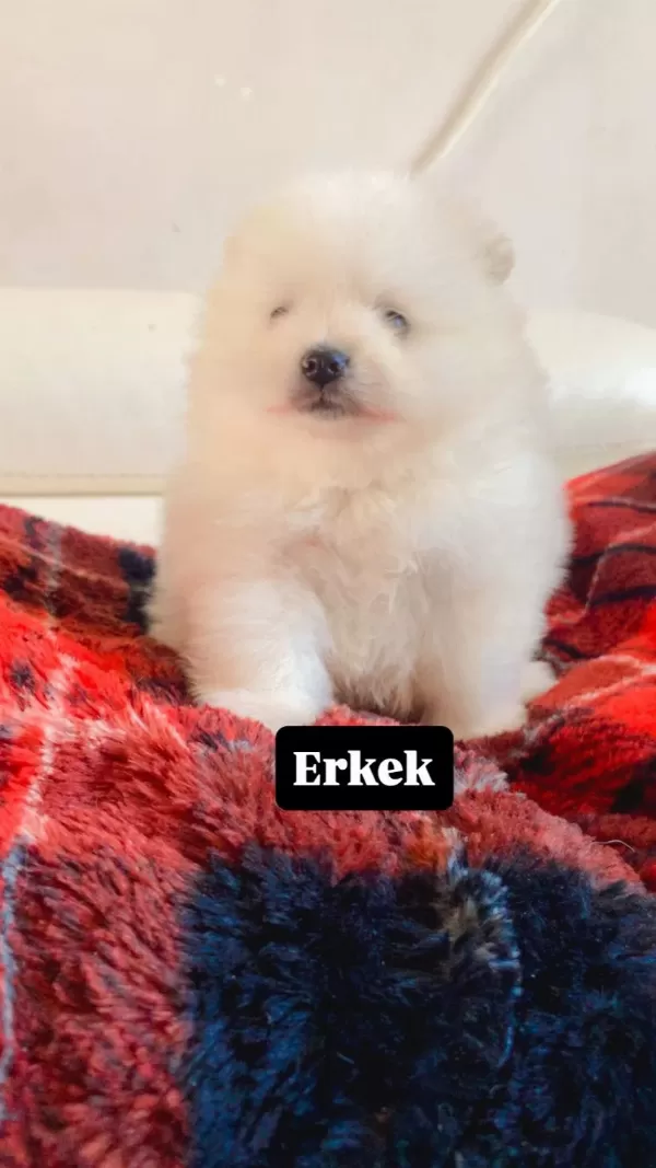Erkek Pomeranian Boo